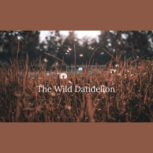 The Wild Dandelion logo